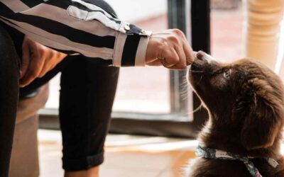 Separation and Pets: Custody in Australia under the Family Law Amendment Act 2024